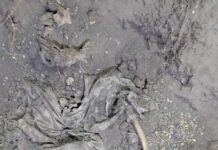 Hallan fosa clandestina con indicios de varias víctimas