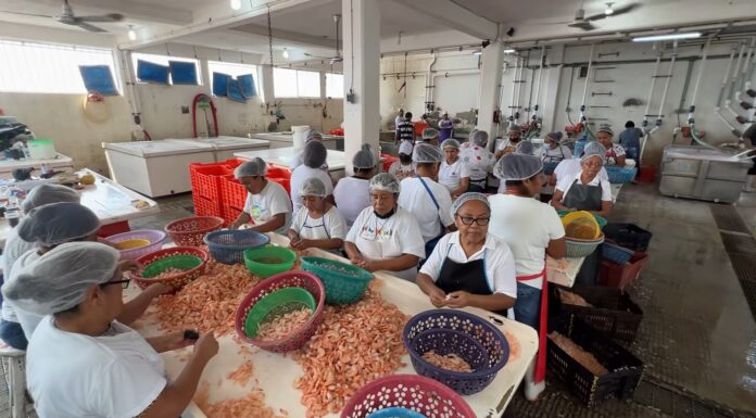 Trabajadoras de camarón en Tampico se quedan sin fuente de ingreso