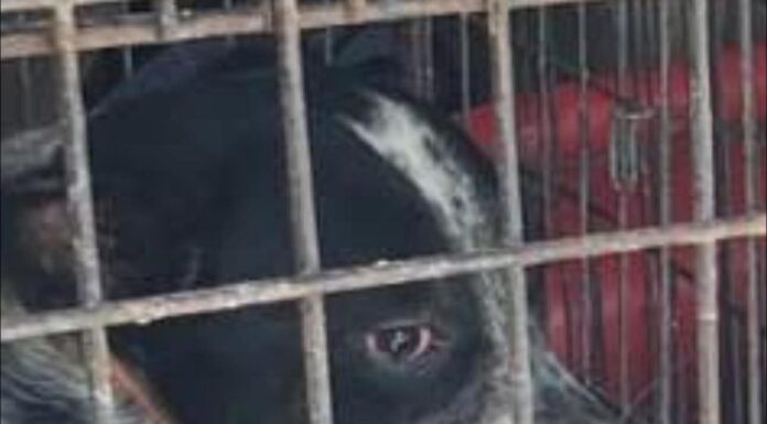Menor muere tras ataque de perros en Matamoros