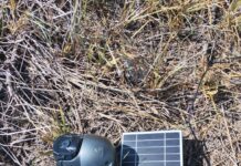 Descubren cámara con panel solar espía desde un árbol en Reynosa