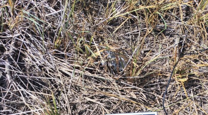 Descubren cámara con panel solar espía desde un árbol en Reynosa