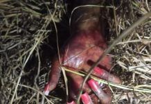 Localizan cuerpo sin vida de mujer con múltiples tatuajes en Tamaulipas