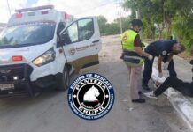 Ataque de abejas deja a un joven lesionado en Reynosa