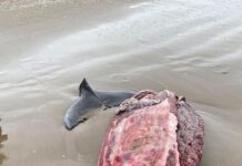 Delfines mueren en Tamaulipas por pesca ilegal