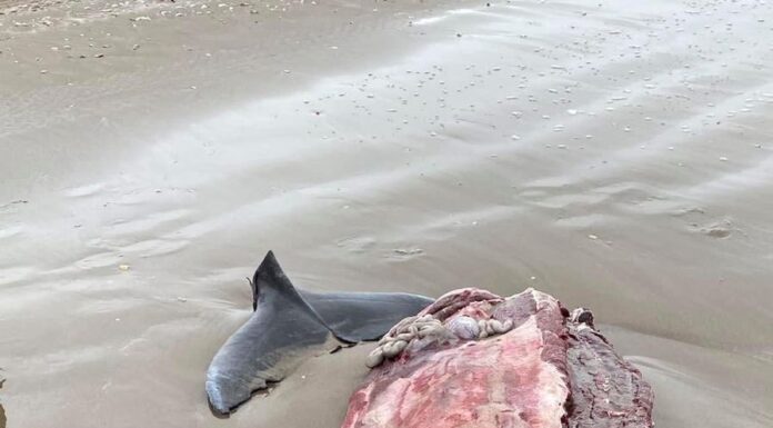 Delfines mueren en Tamaulipas por pesca ilegal