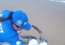 Influenza aviar detectada en Playa Bagdad activa alerta