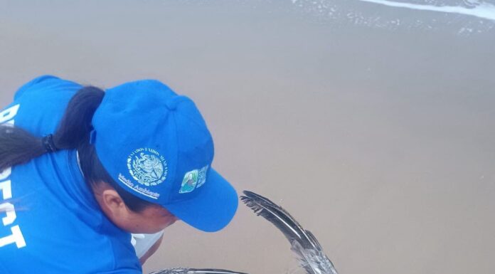 Influenza aviar detectada en Playa Bagdad activa alerta