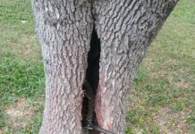 Víbora de cascabel aparece en secundaria de Camargo