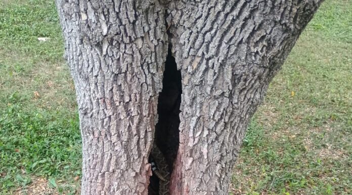 Víbora de cascabel aparece en secundaria de Camargo