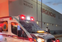 Enjambre de abejas desata pánico en Matamoros