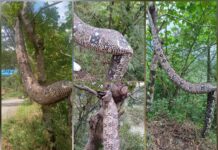 Confunden a una boa inofensiva con una serpiente mortal