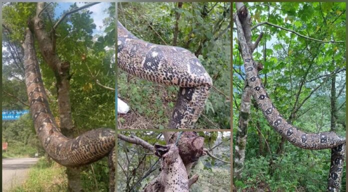 Confunden a una boa inofensiva con una serpiente mortal