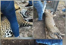 Capturan en Soto la Marina a leopardo que aterrorizaba a ganaderos