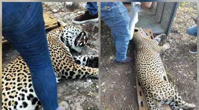 Capturan en Soto la Marina a leopardo que aterrorizaba a ganaderos