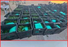 Detectan más de una tonelada de droga oculta en carga agrícola