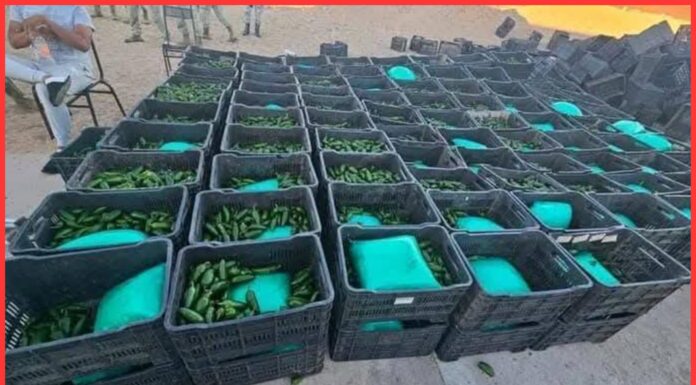 Detectan más de una tonelada de droga oculta en carga agrícola