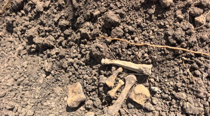 Restos humanos hallados en Reynosa alertan sobre fosas clandestinas