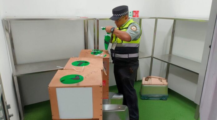 Aseguran avestruces en aeropuerto de Reynosa