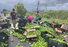 ¡Se volcó tráiler con verduras en plena lluvia!