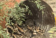 Restos humanos hallados en Reynosa durante búsqueda de desaparecidos