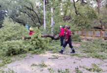 Frente frío 11 provoca caída de árboles y poste en Ciudad Victoria