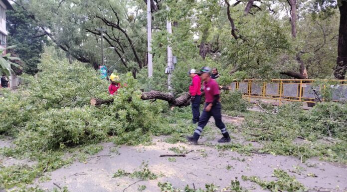 Frente frío 11 provoca caída de árboles y poste en Ciudad Victoria