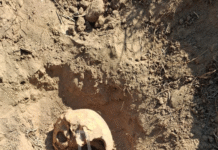 Localizan cráneos humanos en Reynosa durante búsqueda de fosas clandestinas