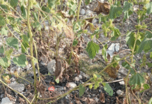 Restos calcinados hallados en nueva búsqueda de desaparecidos en Tamaulipas