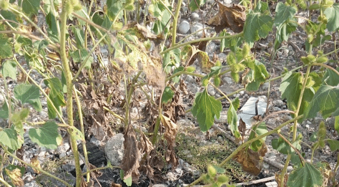 Restos calcinados hallados en nueva búsqueda de desaparecidos en Tamaulipas