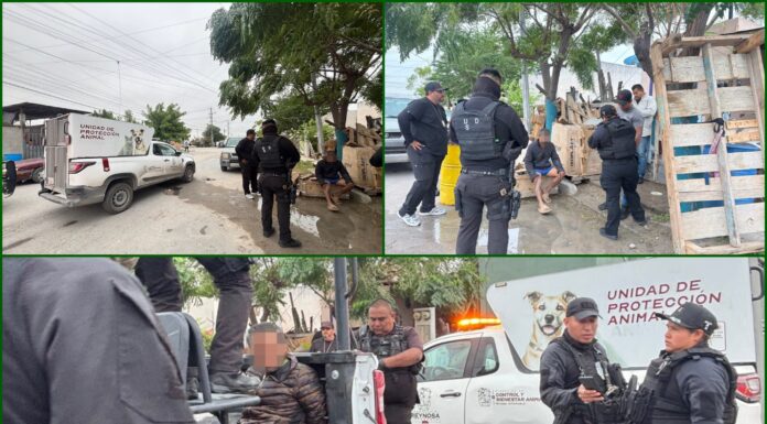 Crueldad animal sacude a Reynosa tras ataque contra gatitos en el Fraccionamiento Halcón