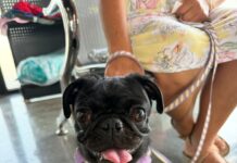 Ofrece Gobierno de Carlos Peña Ortiz servicios médicos del Hospital Veterinario Municipal