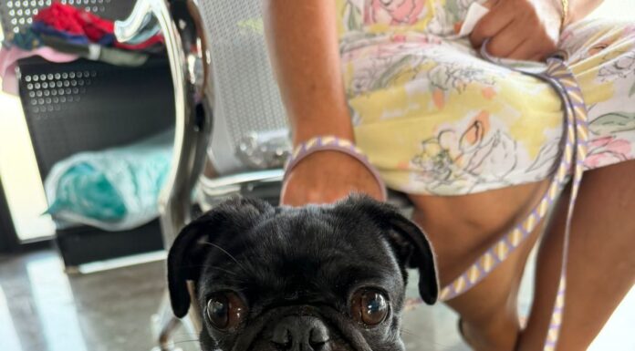 Ofrece Gobierno de Carlos Peña Ortiz servicios médicos del Hospital Veterinario Municipal