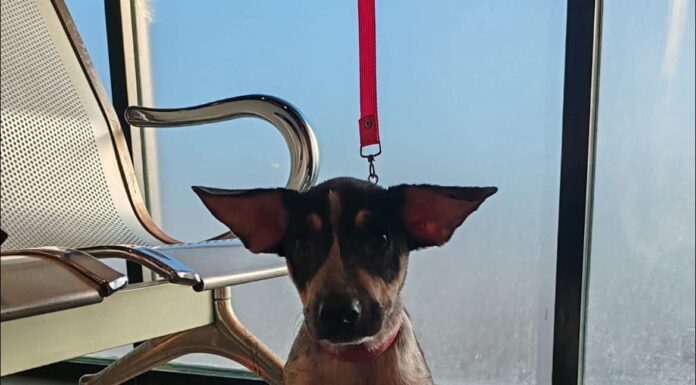 Recomienda Alcalde Carlos Peña Ortiz cuidado de mascotas por temporada invernal