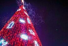 Encendieron Carlos y Alejandra, Pino de Navidad en la Plaza de la República