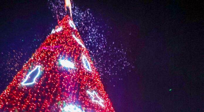 Encendieron Carlos y Alejandra, Pino de Navidad en la Plaza de la República