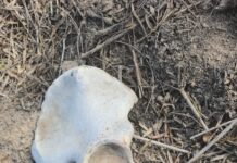 Amor por los Desaparecidos halla restos humanos y tambos en Reynosa