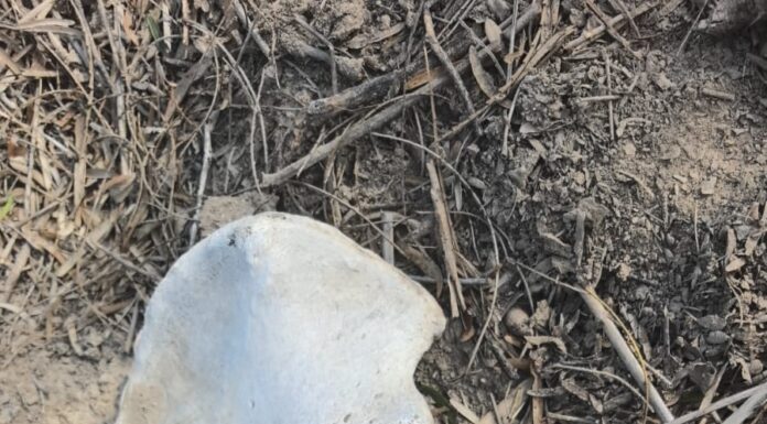 Amor por los Desaparecidos halla restos humanos y tambos en Reynosa