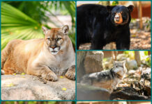 Zoológico Tamatán busca sumar nuevas especies