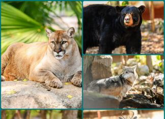 Zoológico Tamatán busca sumar nuevas especies