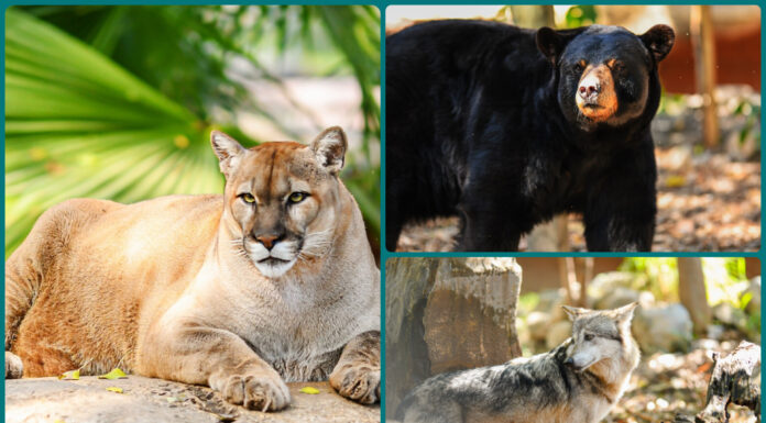 Zoológico Tamatán busca sumar nuevas especies