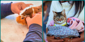 Reynosa fortalece bienestar animal con brigada veterinaria