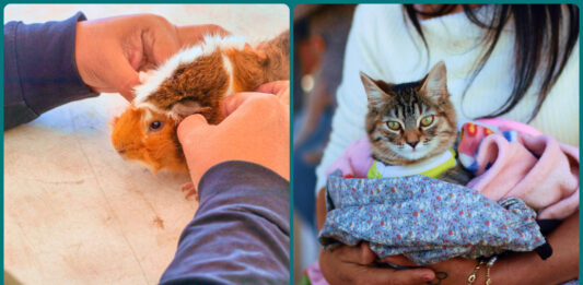 Reynosa fortalece bienestar animal con brigada veterinaria