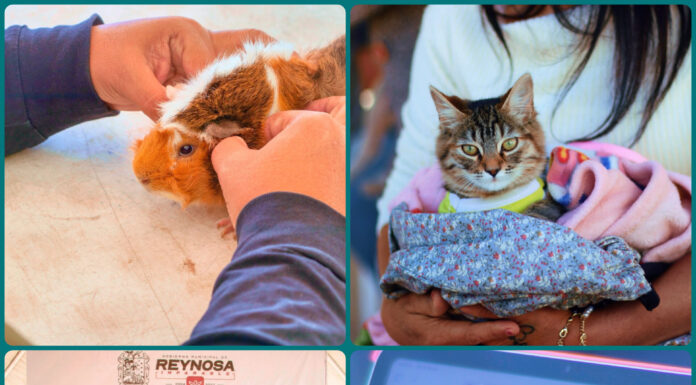 Reynosa fortalece bienestar animal con brigada veterinaria