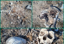 Colectivo reporta hallazgo de restos humanos en Reynosa