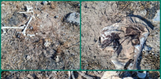 Colectivo reporta hallazgo de restos humanos en Reynosa