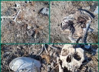 Colectivo reporta hallazgo de restos humanos en Reynosa