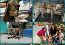 Rescatan a perro en condiciones críticas en Matamoros; ya fue adoptado y evoluciona favorablemente