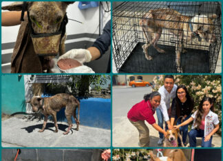 Rescatan a perro en condiciones críticas en Matamoros; ya fue adoptado y evoluciona favorablemente
