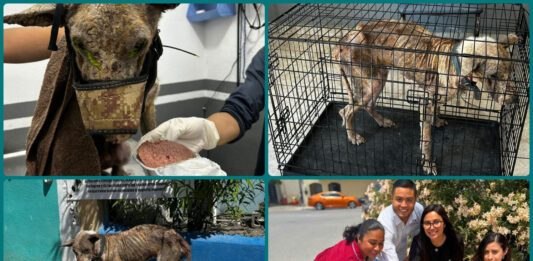 Rescatan a perro en condiciones críticas en Matamoros; ya fue adoptado y evoluciona favorablemente