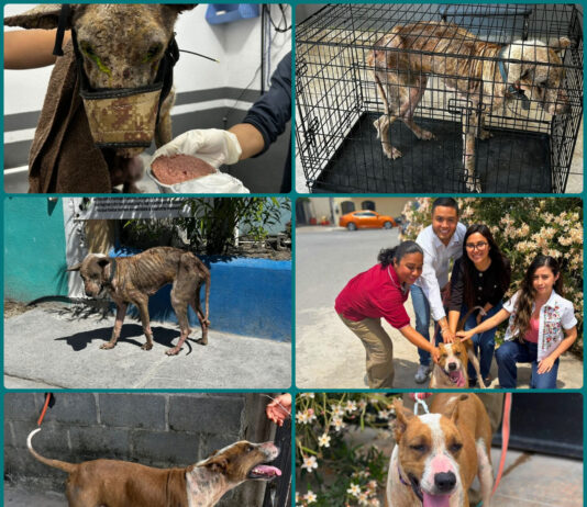 Rescatan a perro en condiciones críticas en Matamoros; ya fue adoptado y evoluciona favorablemente